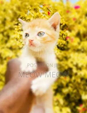 1-3 months Female Purebred American Shorthair