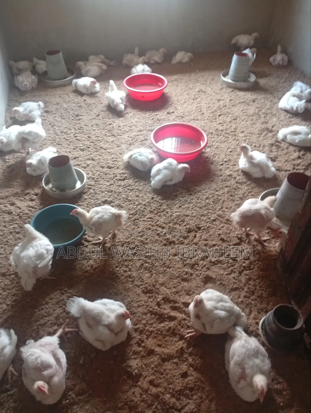 Poultry Birds
