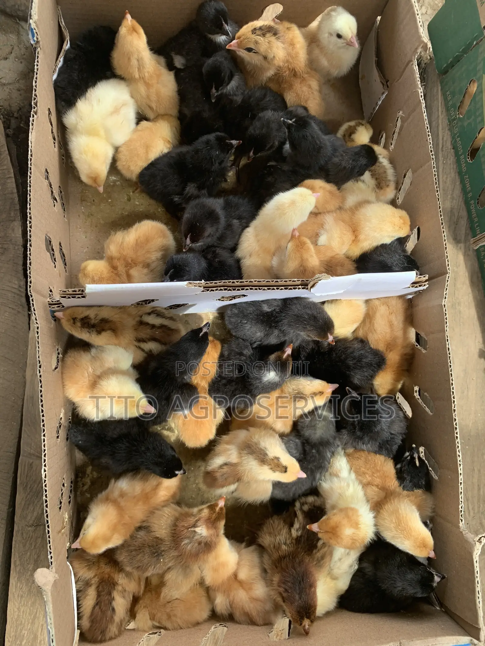 Noiler Chicks