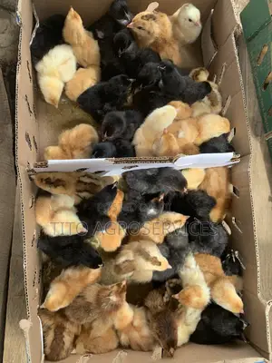 Noiler Chicks