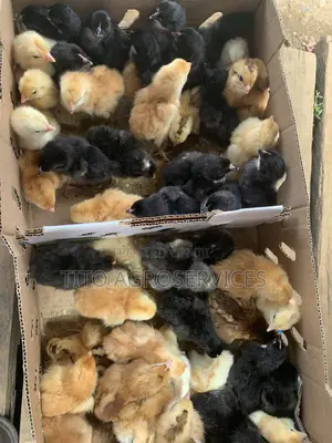 Noiler Chicks