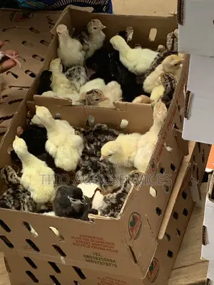 Local Turkey
