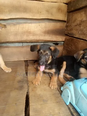 1-3 months Male Purebred German Shepherd