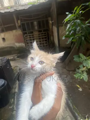 1-3 months Male Mixed Breed Persian
