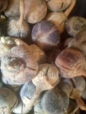 Goron Tula - 100g
