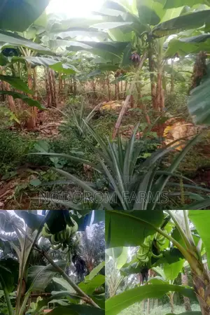 Plantain Suckers