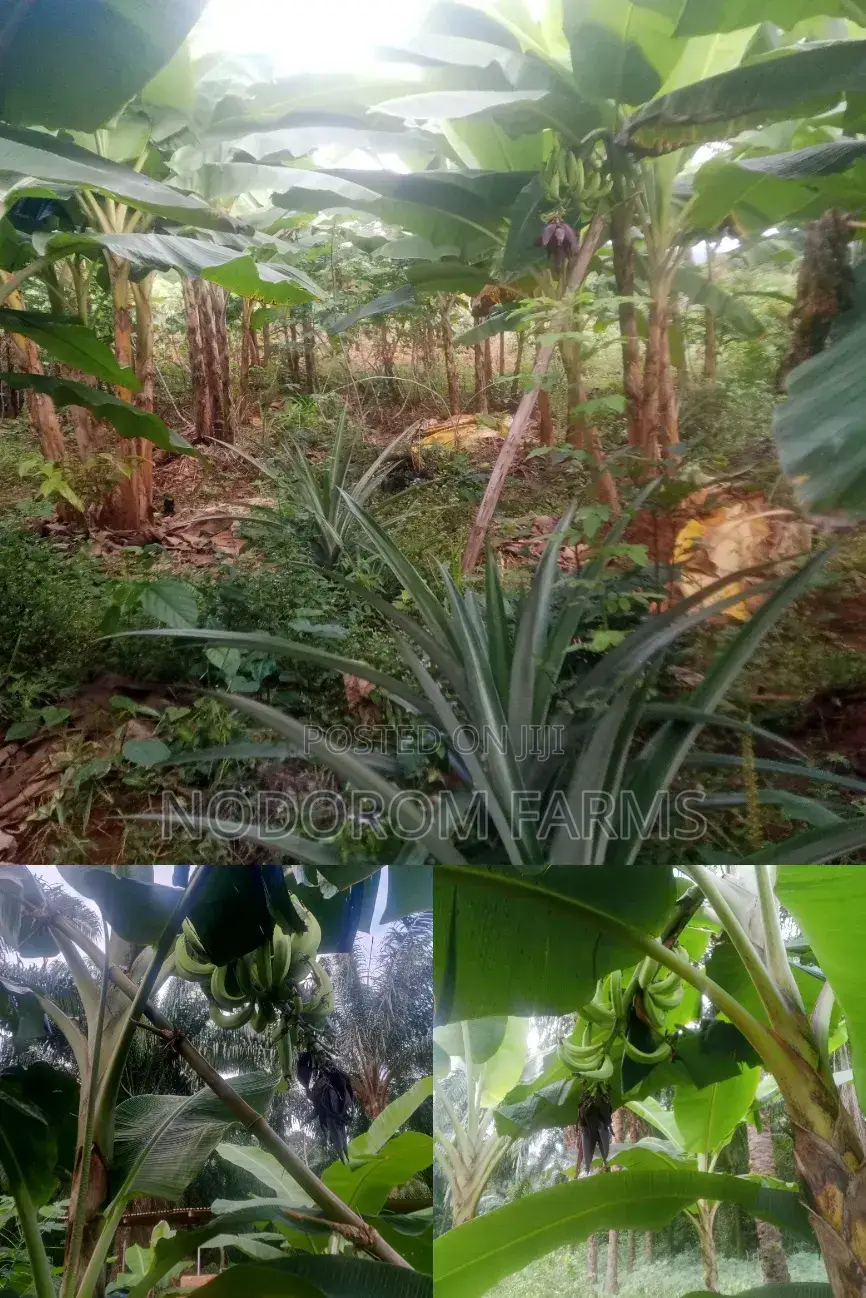 Plantain Suckers
