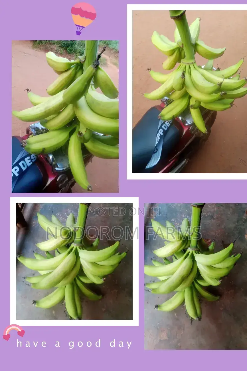 Plantain Suckers