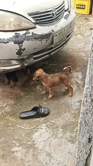 1-3 months Male Mixed Breed German Shepherd