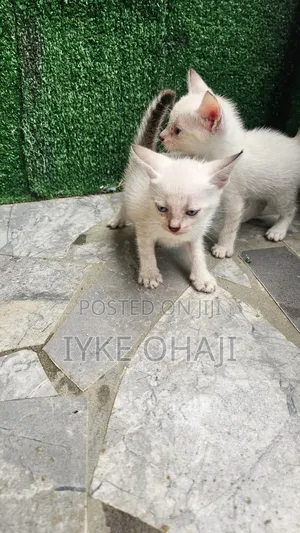 1-3 months Female Mixed Breed Siamese