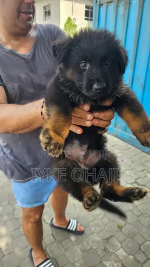 1-3 months Male Purebred German Shepherd
