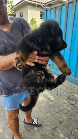 1-3 months Male Purebred German Shepherd