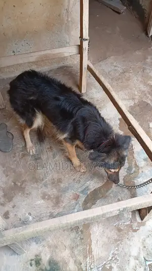 1+ year Female Purebred German Shepherd