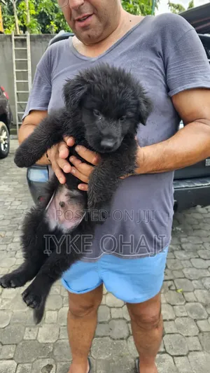 1-3 months Male Purebred German Shepherd