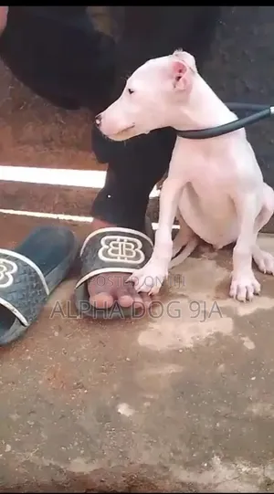 1-3 months Female Purebred Dogo Argentino