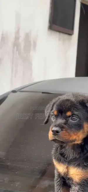 1-3 months Female Purebred Rottweiler