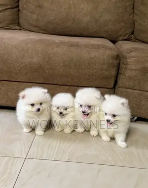 1-3 months Male Purebred Pomeranian