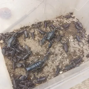 Captive Bred Arachnids Emperor Scorpions (Pandinus Imperator)
