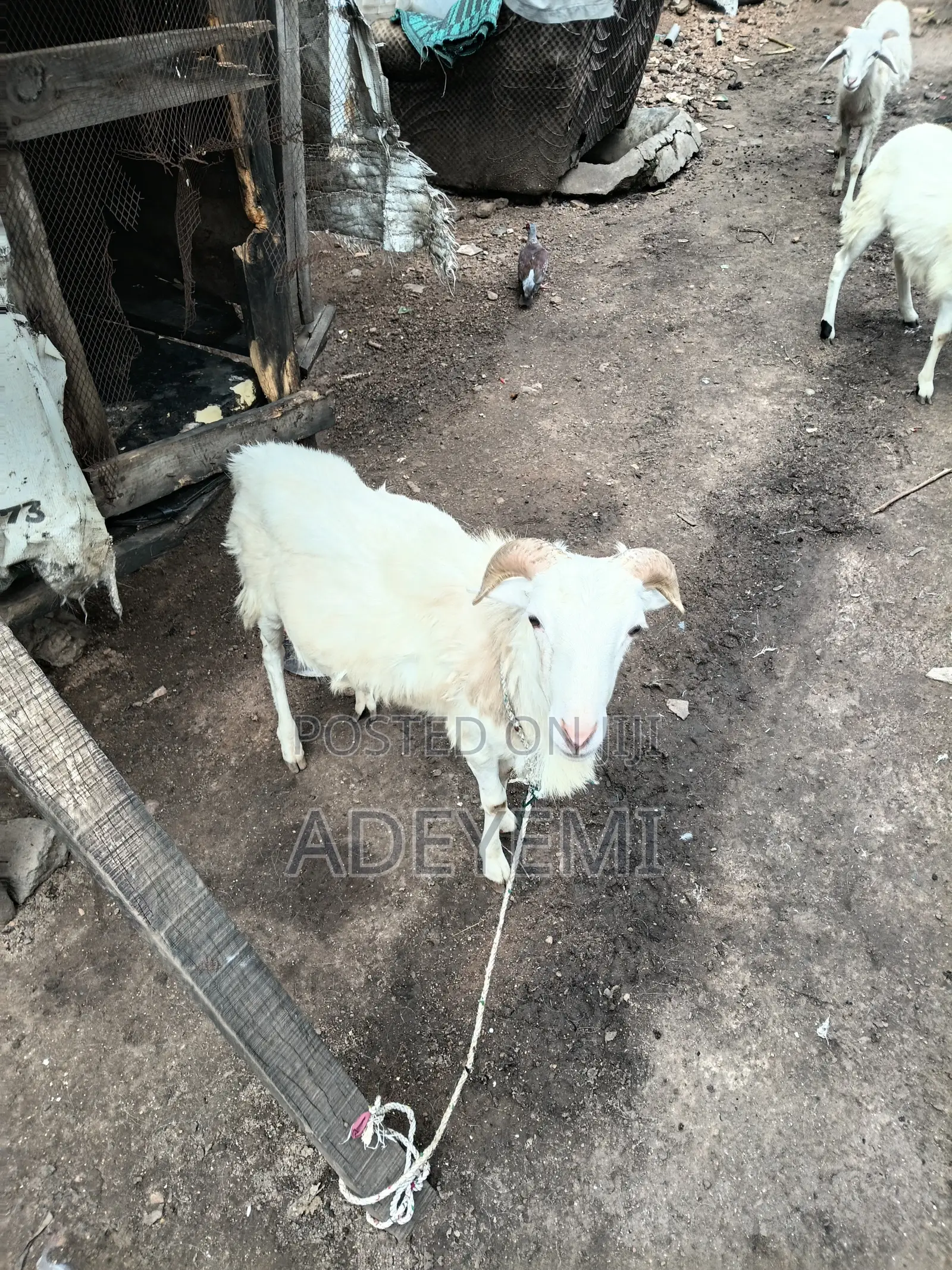 One Kuru Ram