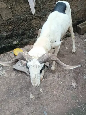 Ruder Ram in Good Condition