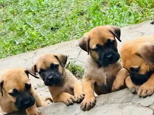 1-3 months Female Purebred Boerboel