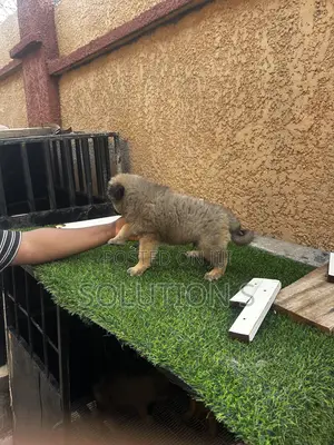 0-1 month Female Purebred Caucasian Shepherd