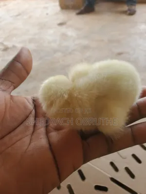 A Day Old Broiler