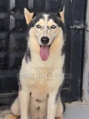 6-12 months Female Purebred Siberian Husky