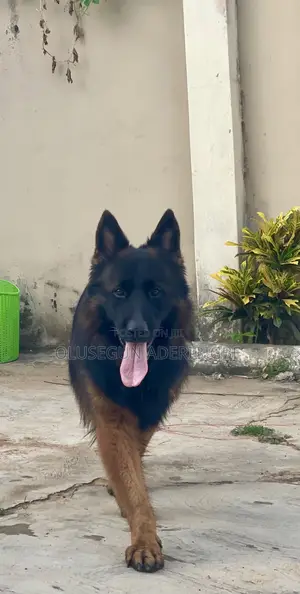 1+ year Male Purebred German Shepherd