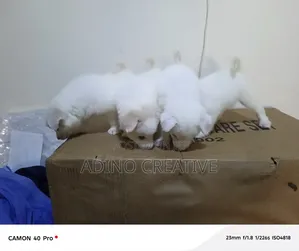 1-3 months Female Purebred American Eskimo