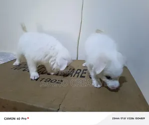 1-3 months Male Purebred American Eskimo