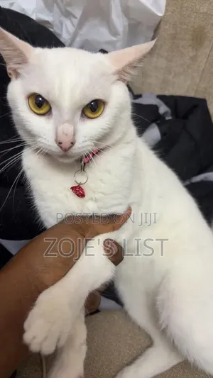 6-12 months Female Purebred Cat
