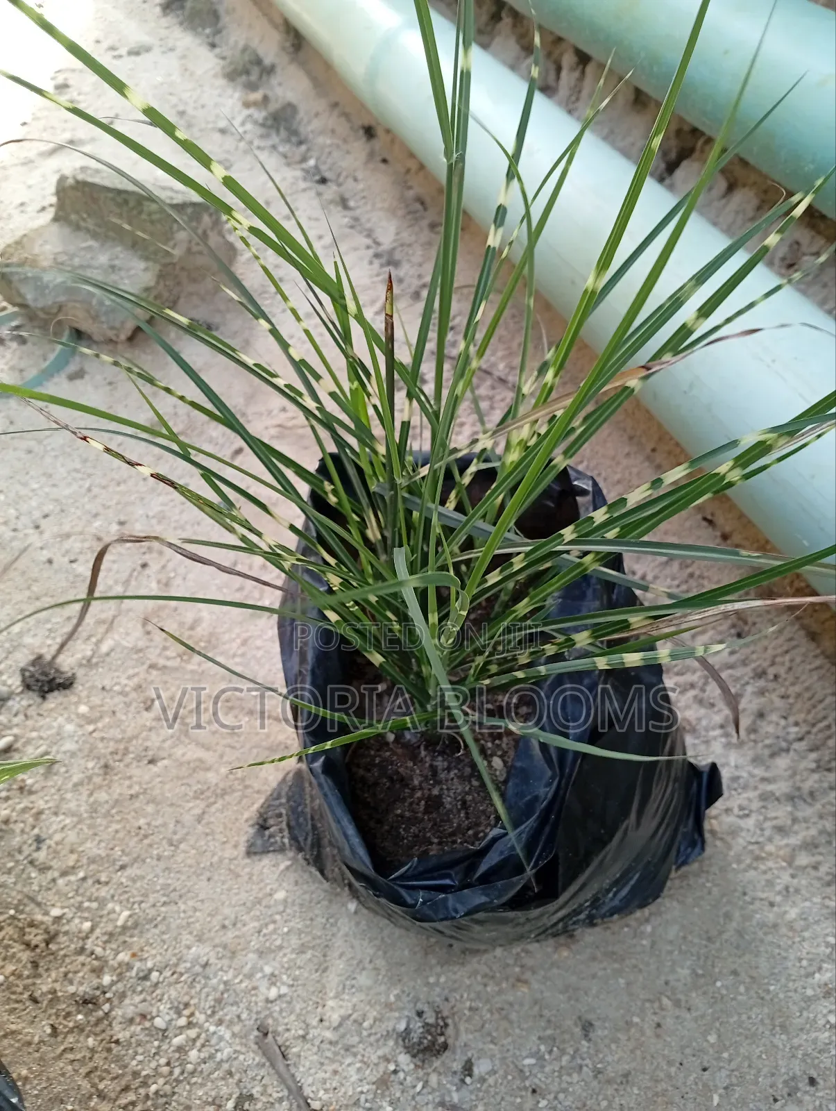 Outdoor Plants