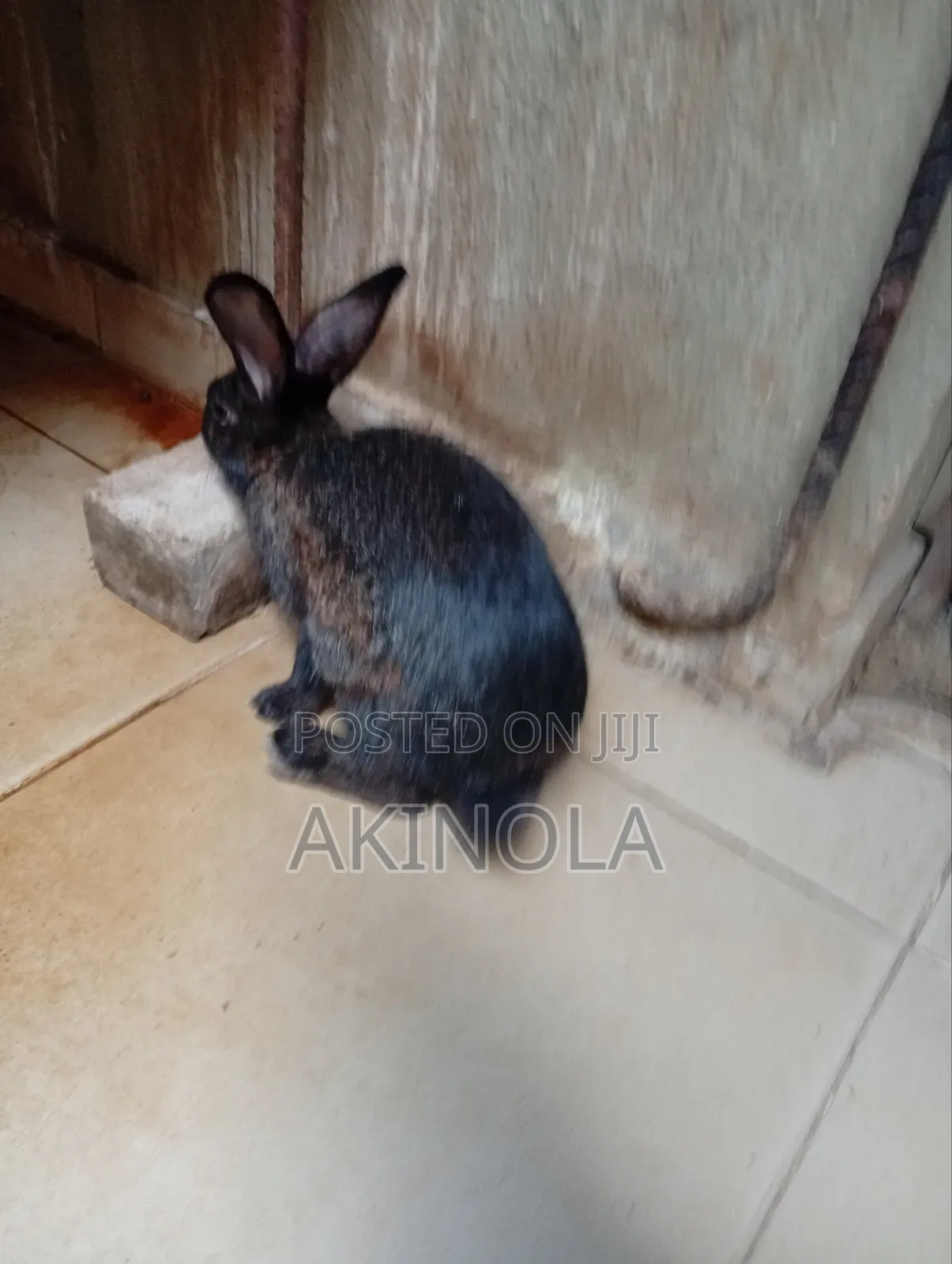 Mature Rabbits Available