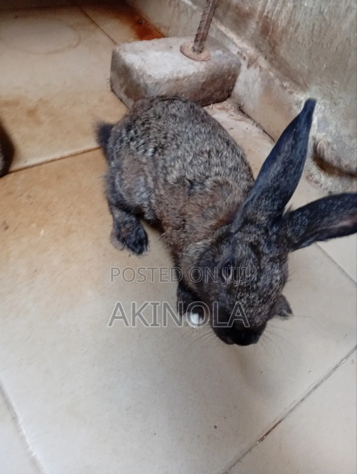 Mature Rabbits Available