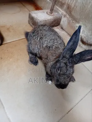 Mature Rabbits Available