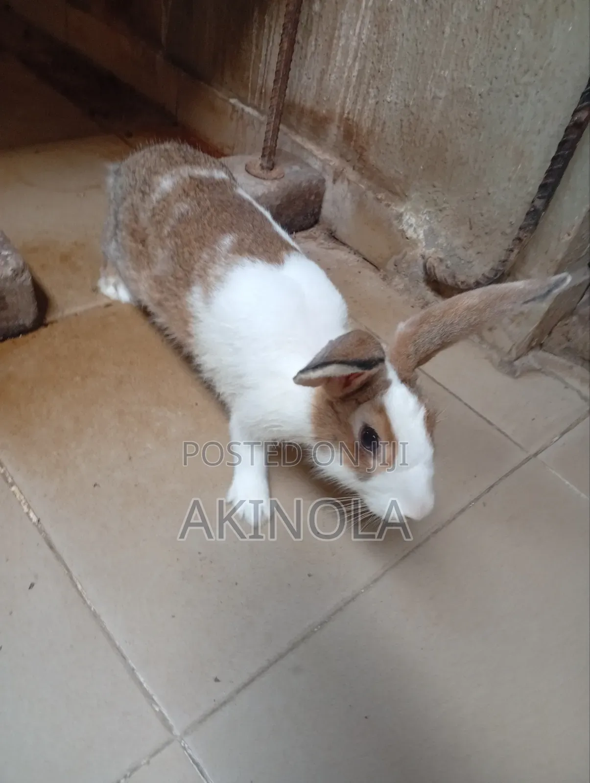 Mature Rabbits Available