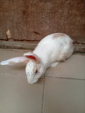 Mature Rabbits Available