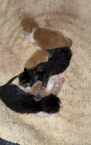 0-1 month Male Mixed Breed American Shorthair