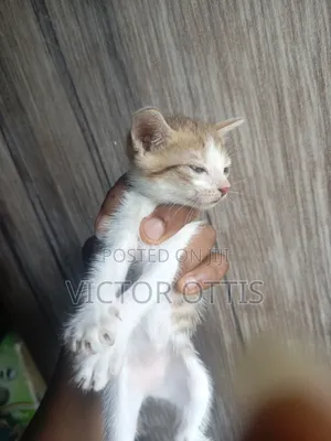 1-3 months Female Purebred American Shorthair