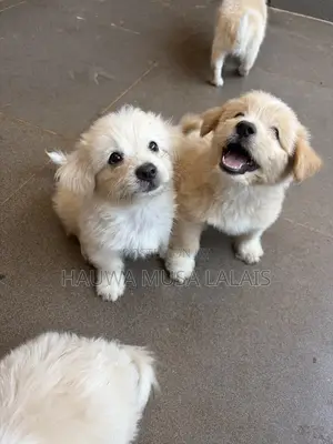 0-1 month Female Purebred American Eskimo
