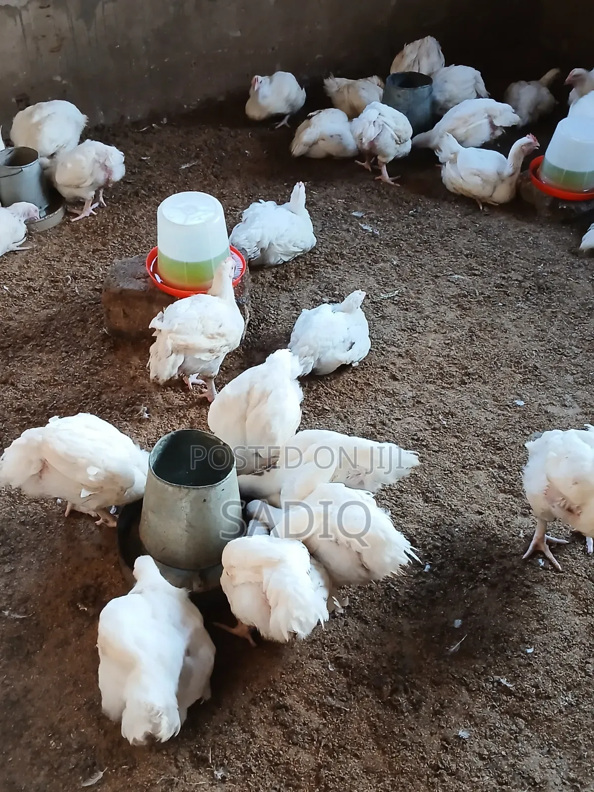 6 Weeeks Old Broilers