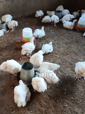 6 Weeeks Old Broilers