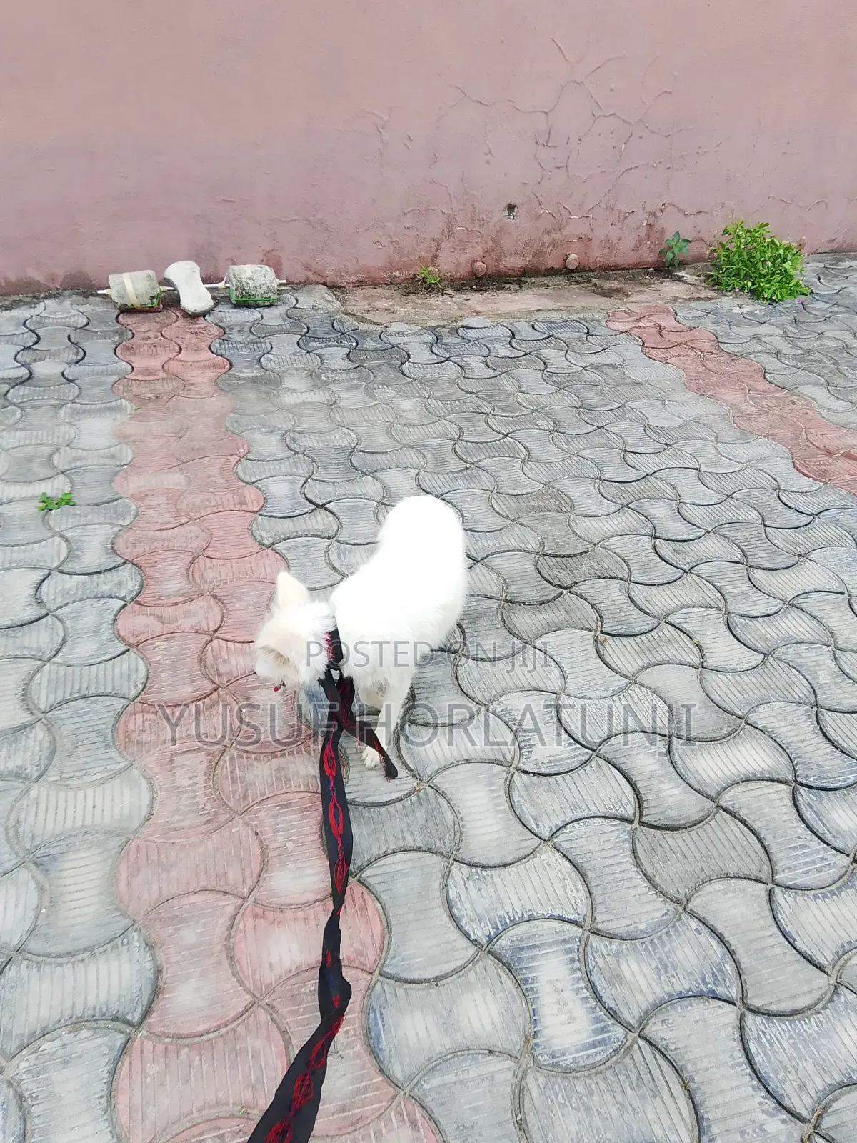 Animal Dog