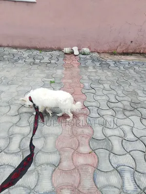 Animal Dog