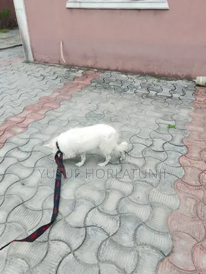 Animal Dog