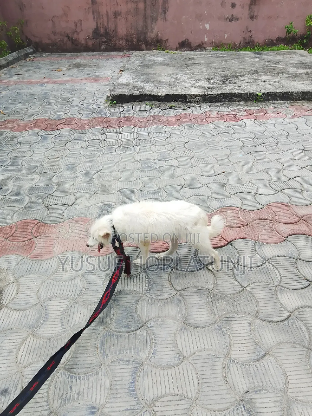 Animal Dog