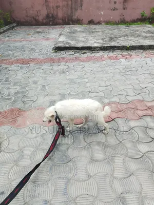 Animal Dog