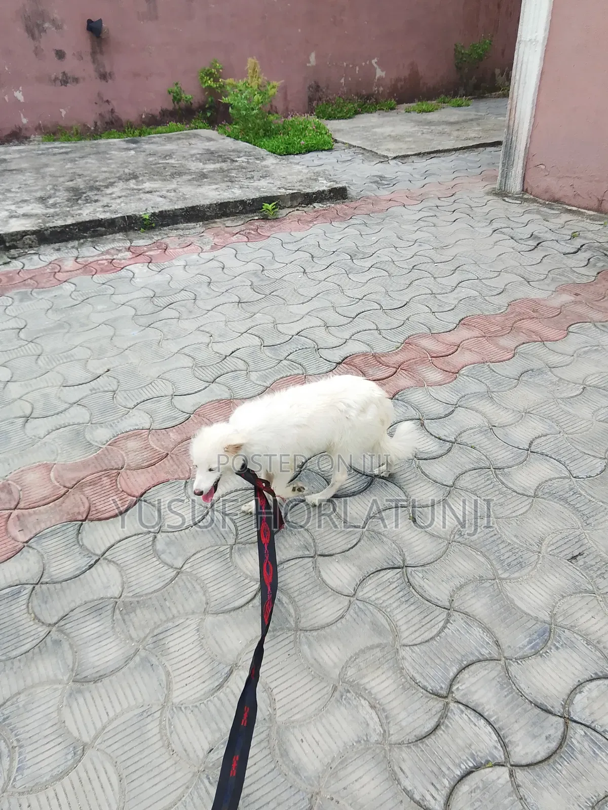 Animal Dog