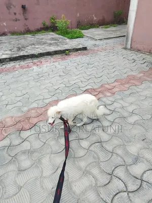 Animal Dog